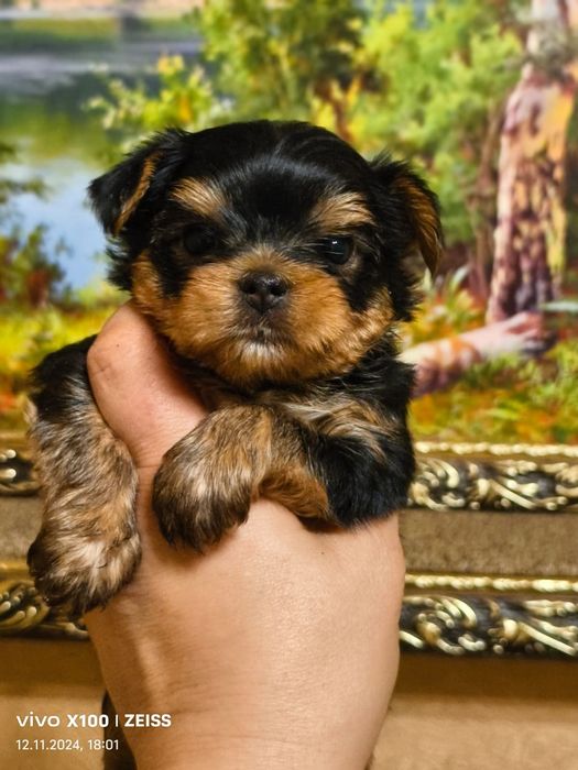 Очаровательные щенки Йорка.