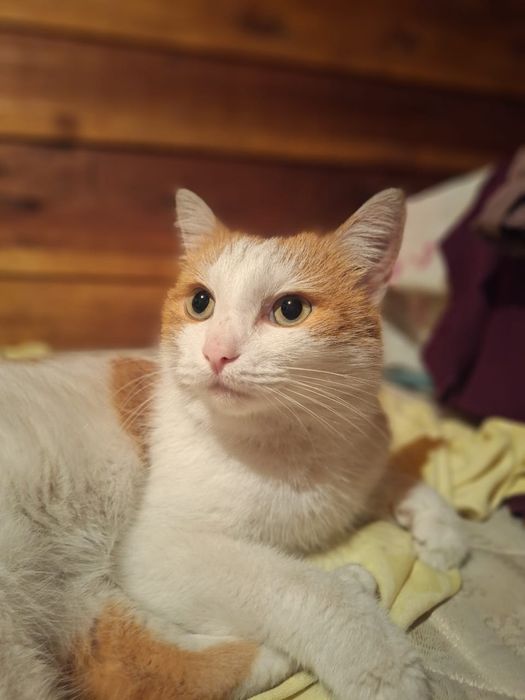 Солнечный котик ищет дом