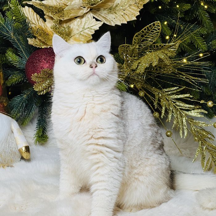 Серебристая шиншилла