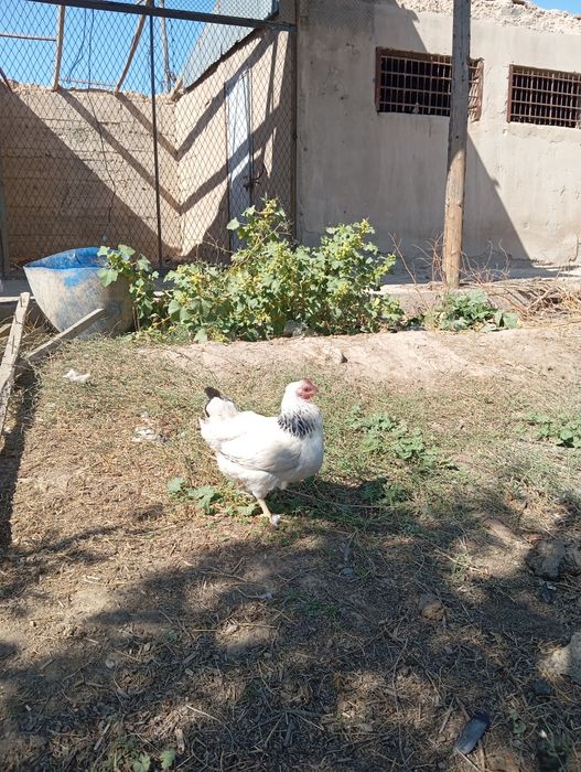 Адлер таук сатлады