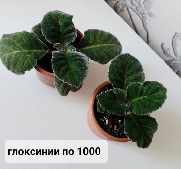Комнатные цветы.