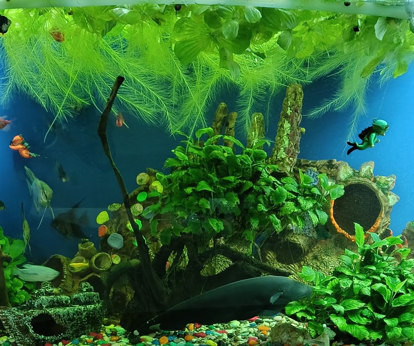 Продаются аквариумные рыбы чёрные ножи