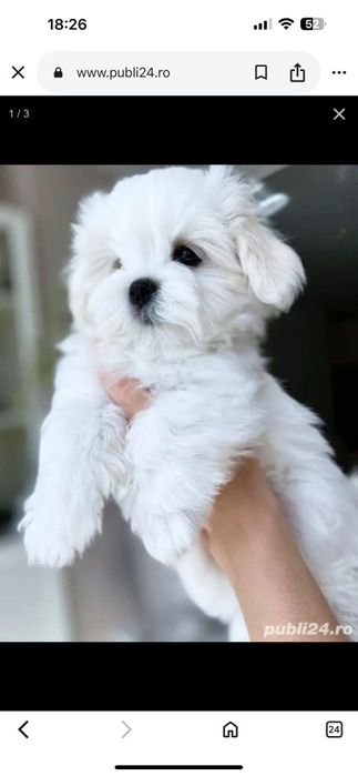 Bichon maltez mini toy
