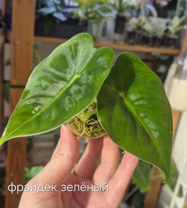 Молодые алоказии