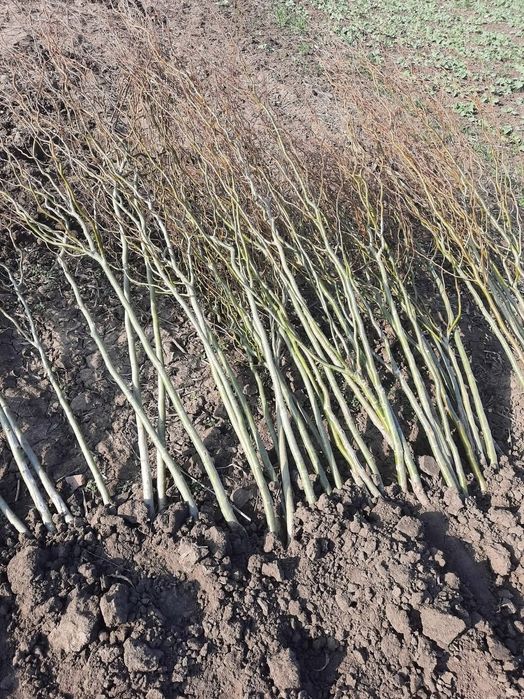 Puieti de salcie si răchită