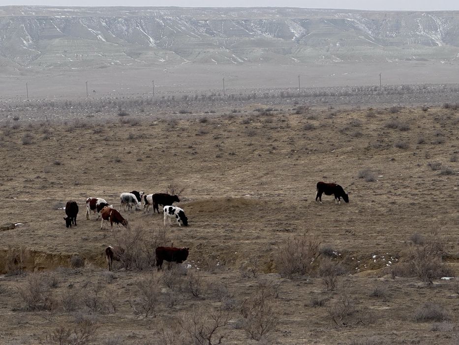 8 сиыр буаз сатылад