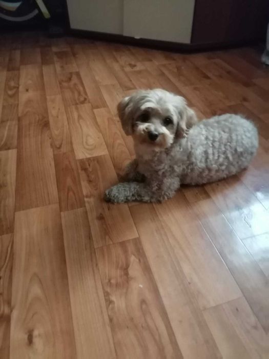 детский садик для животных