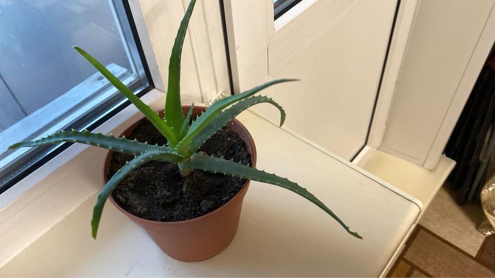 Продам комнатные цветы по 1500