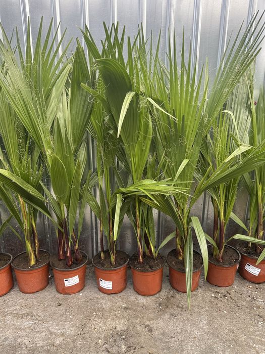 Vand palmieri 70-80 cm cate 2/3 in ghiveci