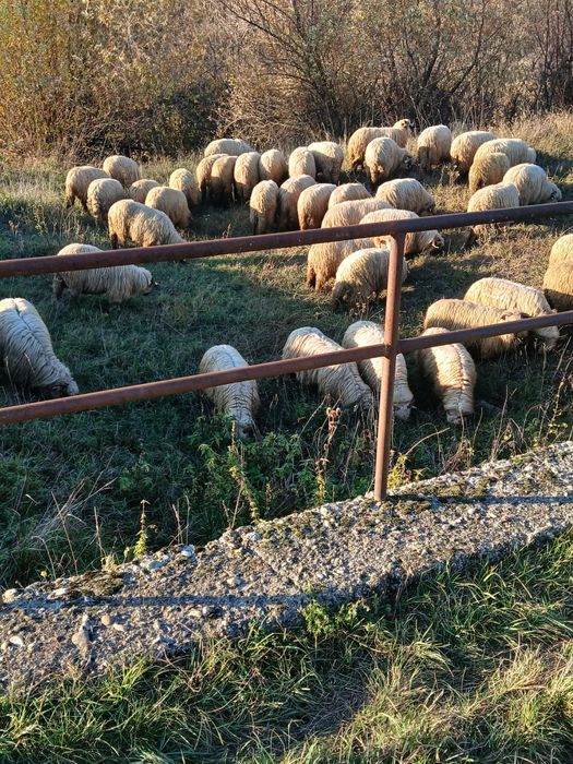 Vând miei berbecasi