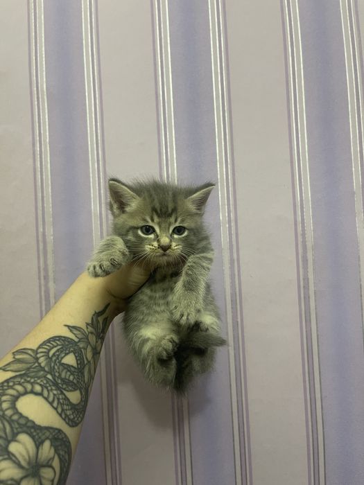 Отдам котят в добрые руки