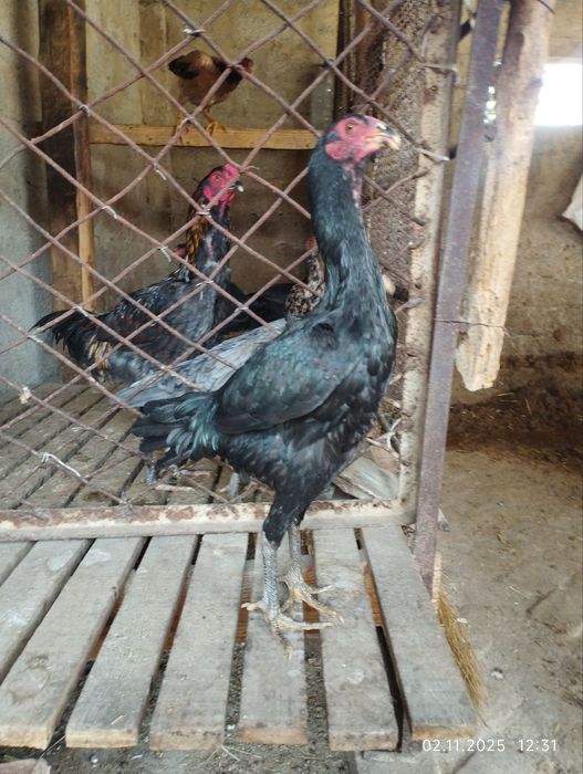 Дакан товиклар тозаси