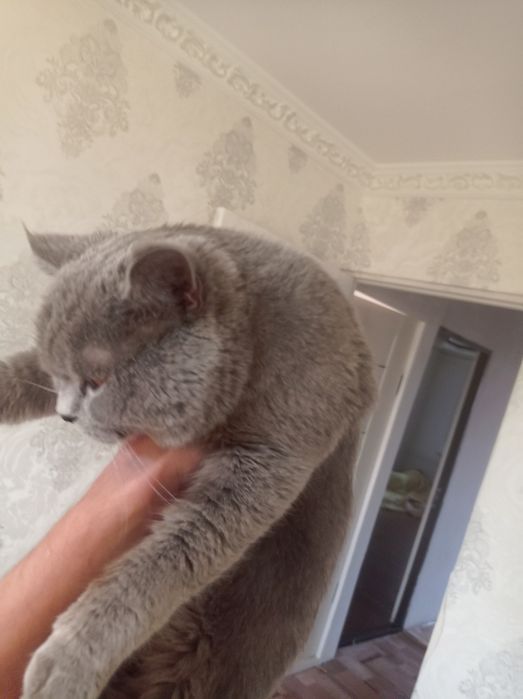 Britaniya Skottish Strayt Sotildi