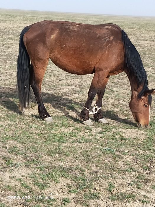 Бие сатылады 2 бас