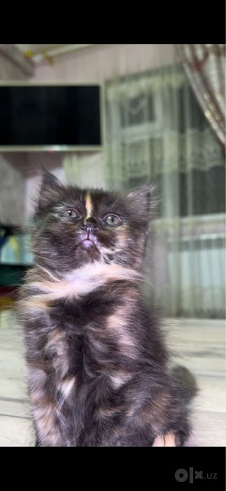 Шатланский скоттиш страйт
