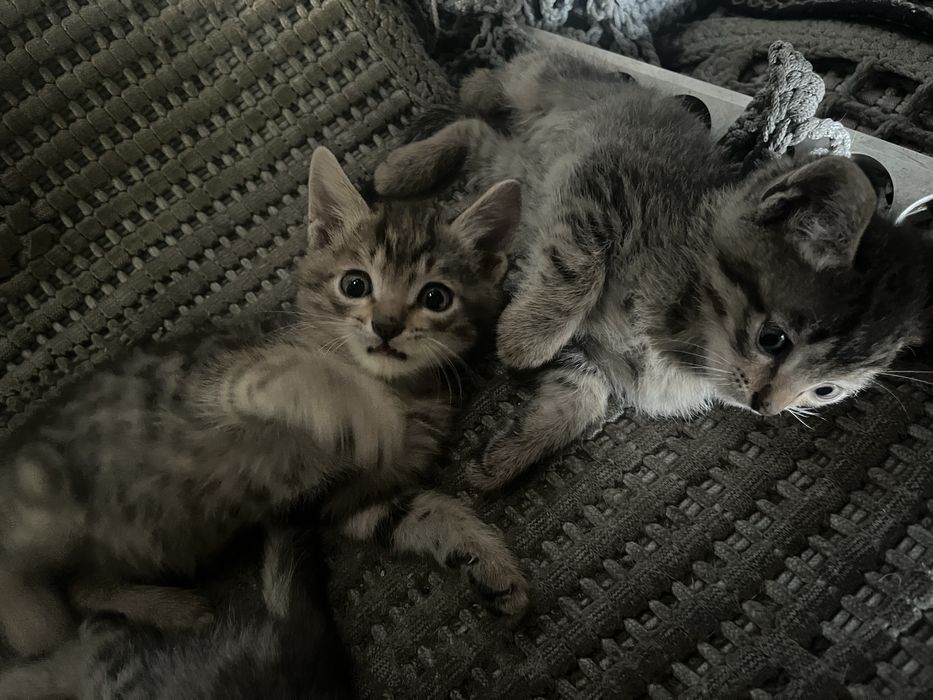 отдам котят в добрые руки (мальчики)