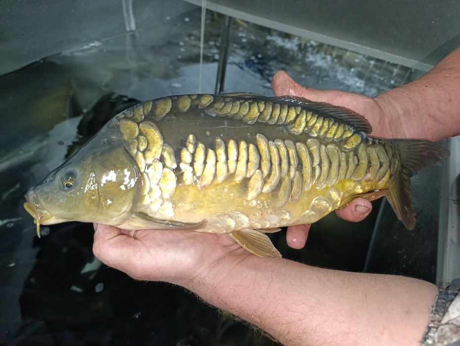 Продается живая рыба