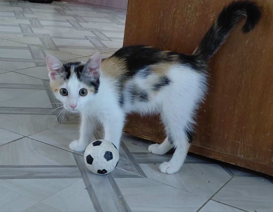 Котенок в дар 1,5 мес.