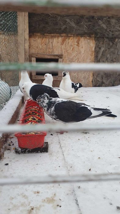 Vand Jucatori de Amara