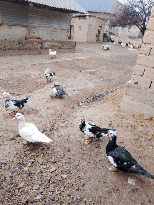 Үйрек сатылады срочно