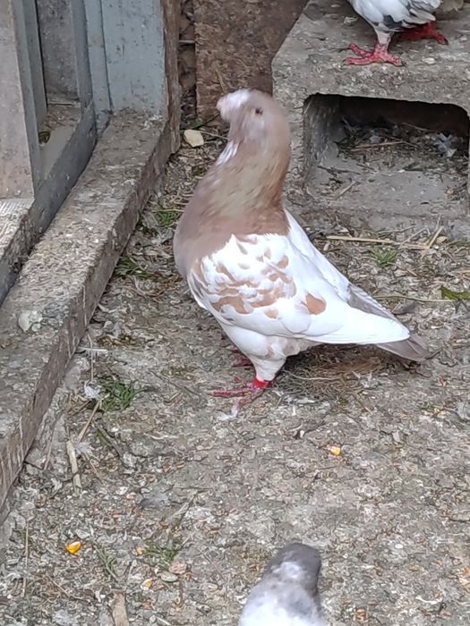 Porumbei americani și kingi