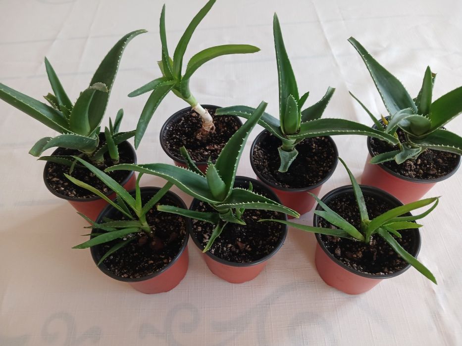 Көпжылдық алоэ сатылымда.