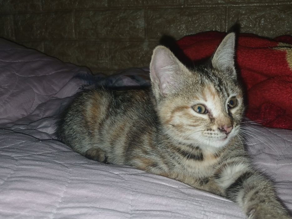 Котёнок отдаётся в добрые и ответственные руки