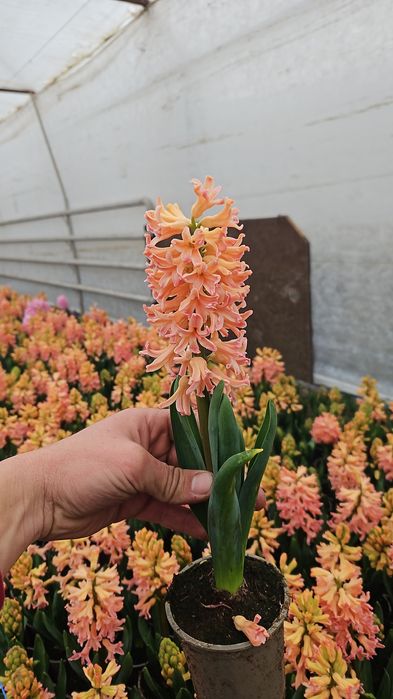 Vand zambile en-gross