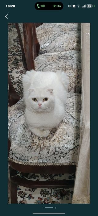 Мушукчалар сотилади зотдор