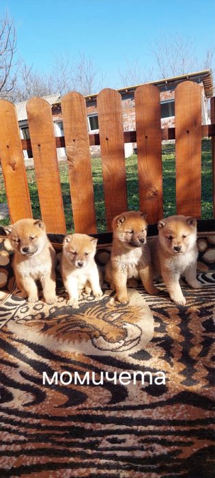 Шиба ину  Shiba Inu