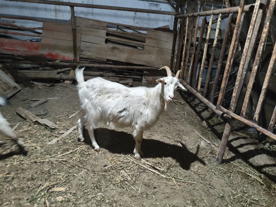 Рус эчкилар сотилади