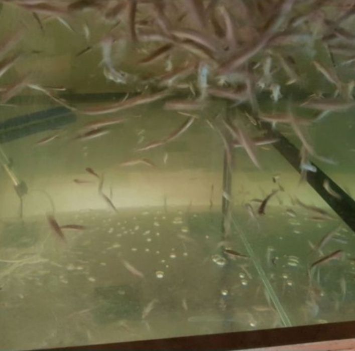 Рибки Гара Руфа Фиш Спа