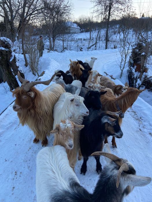 Vând oi și capre tinere