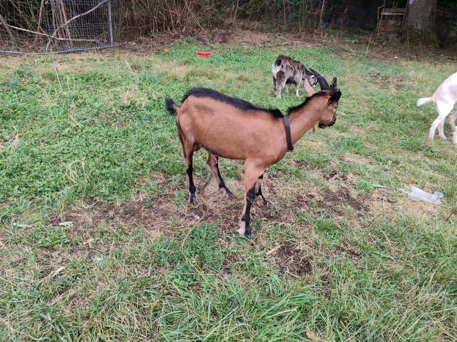 Tap tânăr, sănătoas și viguroas – ideal pentru reproducere sau turma