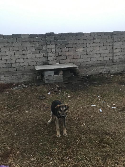 Шымкент төбет 5айлык