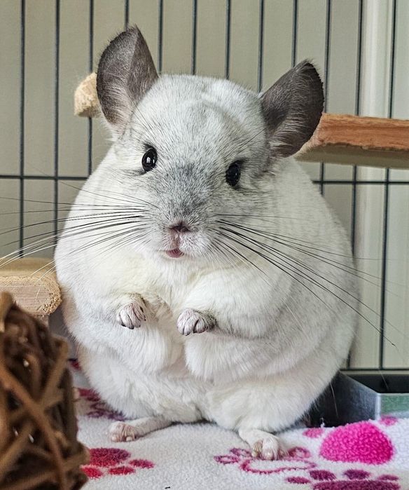 Animal de companie - chinchilla sinsila cincila chinchila