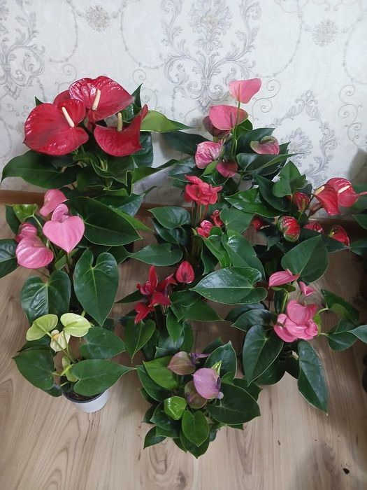 Комнатные растения