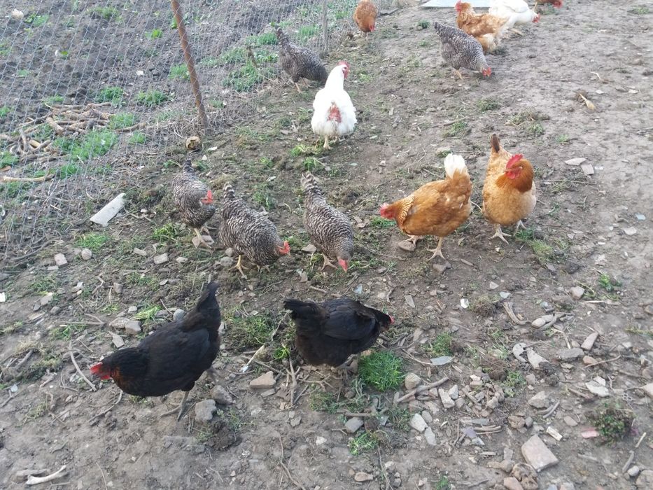 Ouă bio ouă de casa