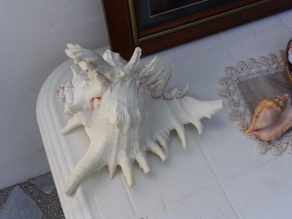 Екзотичен морски кът