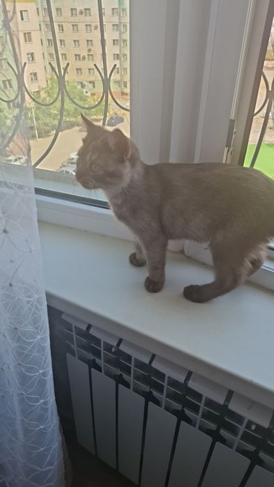 Британец котенок короткошерстный