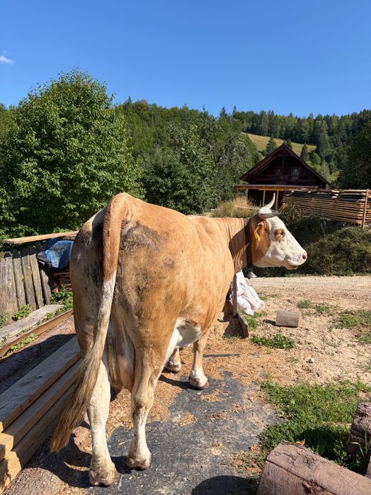 Vând vaca cu vitea