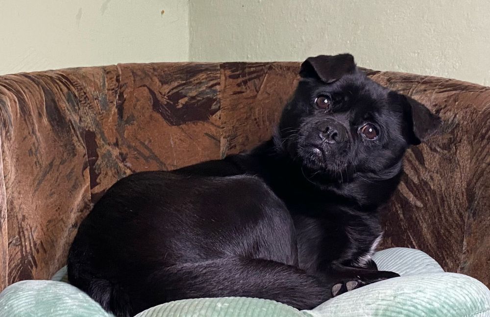 Лия ищет любящую семью!