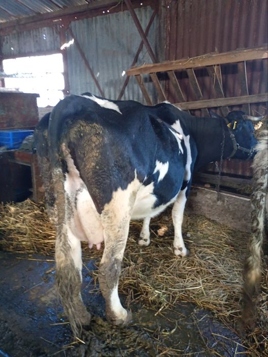 Vând vaca și juninca