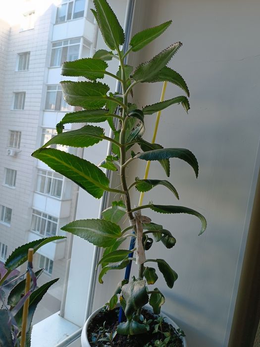 Продам лечебный коланхоэ.