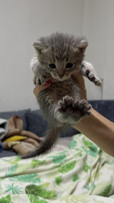 Отдам котят и кошку