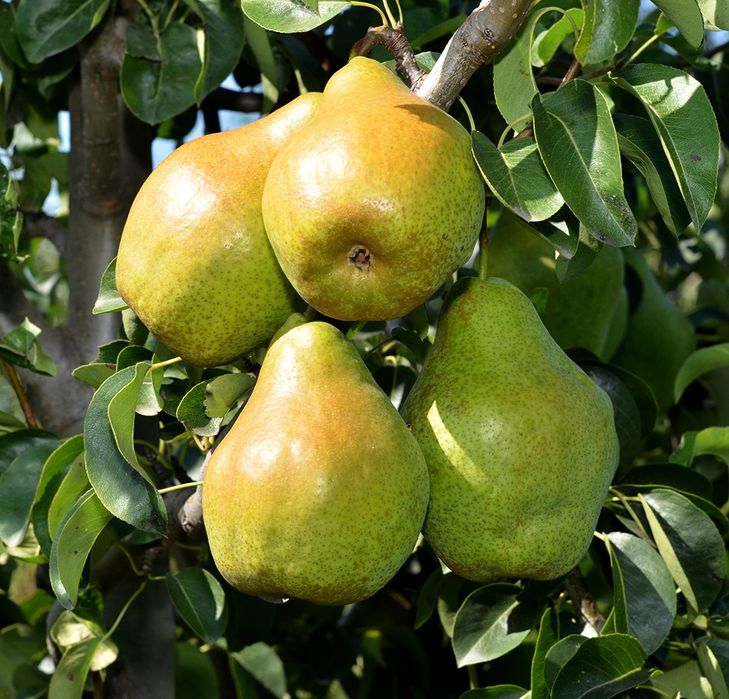 Par (Soiul Novembra )