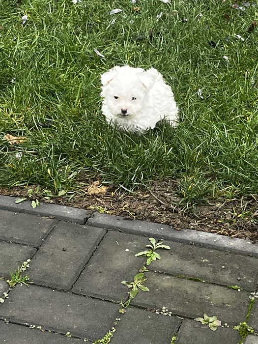 Vand Maltez femela+mascul Rasa pura