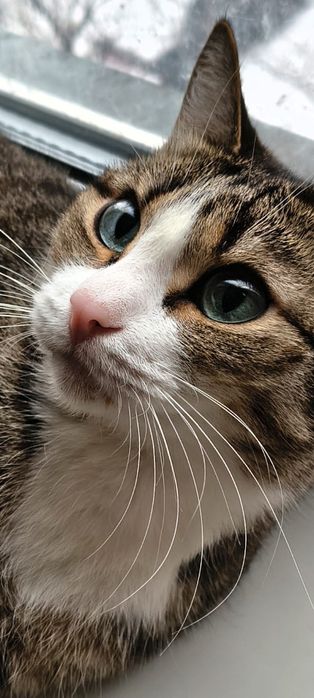 Красавец котик ищет дом