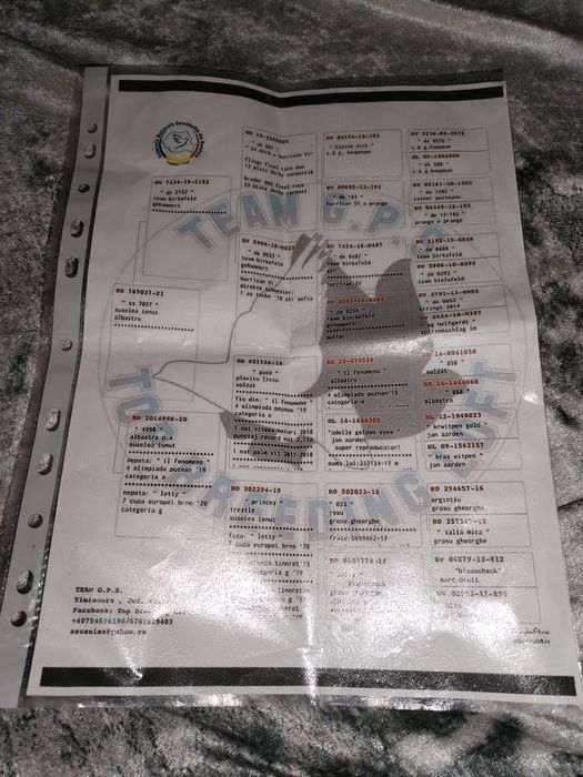 Vând porumbei cu pedigri masc