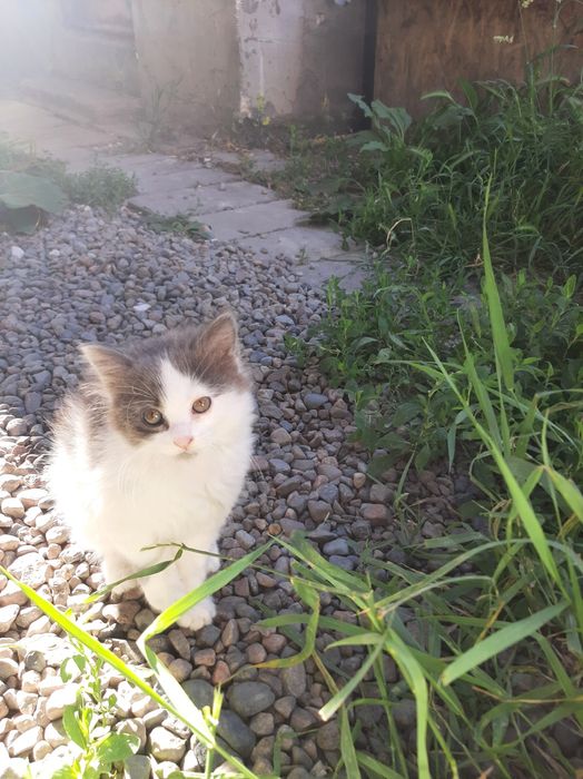 Отдам котят в добрые руки.